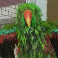 Parrot Lover❤️🖤💚🖤 (@riathegreekcat) 's Twitter Profile