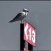 Mickey the Scouse Seagull (@seagullmickey) Twitter profile photo Mickey the Scouse Seagull (@seagullmickey) Twitter profile photo