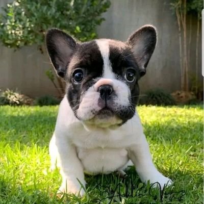 dogs_around's profile picture. love for dogs all around the world 🐶

some content are taken from different creators and their credit are given to them!