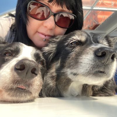 Moira 🧛🏻‍♀️ Milla & Meadow #bordercollie Puppers 🐾💕🐾 https://t.co/Vy6SvpRVUd
