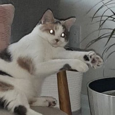 spidersweb33's profile picture. 