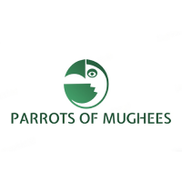 Parrots of Mughees(@parotsofmughees) 's Twitter Profile Photo