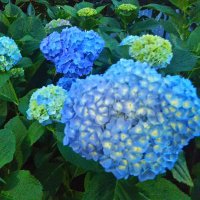 yoritomo1180 (@obsfsuufikbnwgy) 's Twitter Profile Photo