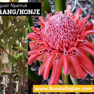 RW04Bonpis_Bdg's profile picture. 