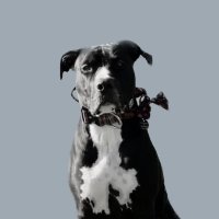 Pupper Prometheus (@pup_prometheus) 's Twitter Profile