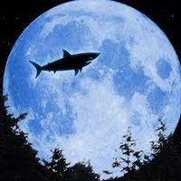 🦈Shark Star⭐ (@sharkstar11) 's Twitter Profile