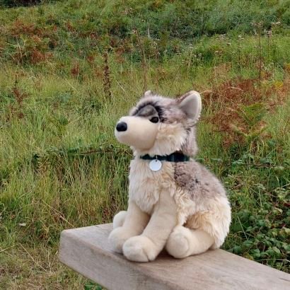 WolfPlushies's profile picture. 🐺Awoo! Welcome to the SoftHowl pack! 🏳️‍⚧️ 🧸A sfw plushie apreciation account & a place to share photos of my plush Wolf collection 🐺 Other acc @MintyWolfUK