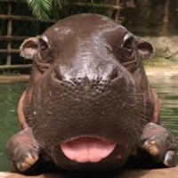Hippo (@dao84957093) 's Twitter Profile Photo Hippo (@dao84957093) 's Twitter Profile Photo