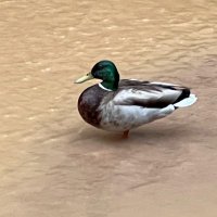 MELY (@headcoachmely) 's Twitter Profile