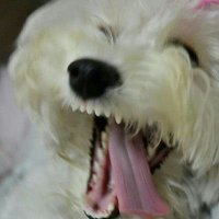 Riojin (@riojin_san) 's Twitter Profile Photo