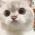 白山黑水终不负希望 (@8964gfygsdgm) Twitter profile photo 白山黑水终不负希望 (@8964gfygsdgm) Twitter profile photo