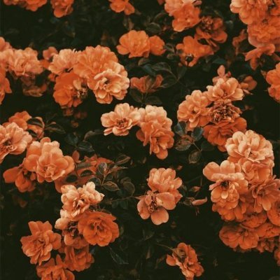 🏳️🌈 aspec enby lesbian | 20 | i write sometimes | multifandom | inactive