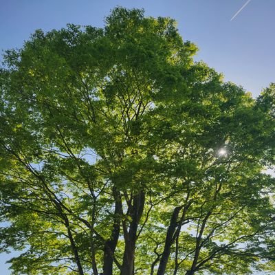 fune_050's profile picture. 超･歳の差兄姉弟の末っ子が男子新体操をしています💫男子新体操🤸‍♂️佐藤三兄弟推し💚無言フォロー、いいね、リポストお許しください🙇‍♀️