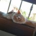 Mve Spunta Miao (@mve_it) Twitter profile photo Mve Spunta Miao (@mve_it) Twitter profile photo