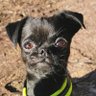 SvenskBrud's profile picture. she/her. vet assistant. 🇸🇪