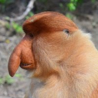 Langnasenaffe (@langnasenaffe1) 's Twitter Profile Photo