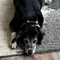not here (@faceattack) 's Twitter Profile