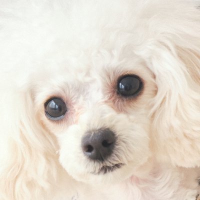 サトウチセ🐩連載中さんのプロフィール画像