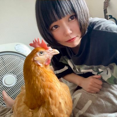 ..........2022年6月下旬生まれの名古屋コーチン♀........…室内飼い🐓単独飼育🐓実家にはオキナインコとセキセイインコと文鳥と白鳩がいます🪶ひよこの名→コルク