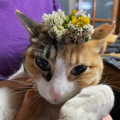 りた (@rita4527) / X