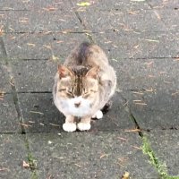 天戸　賢忠 (@weab2eaw) 's Twitter Profile