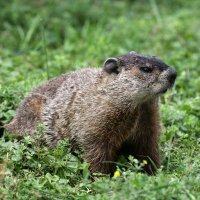 Marmota en vuelta rápida(@Marmotacanada) 's Twitter Profile Photo