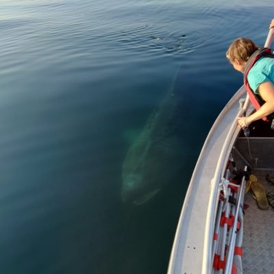 PhD Student @Havforskningen @UniOslo @MoveCIBIO | Movement Ecology of Sharks | Biogeographical Modelling | Biotelemetry | Marine Ecosystem-based Management