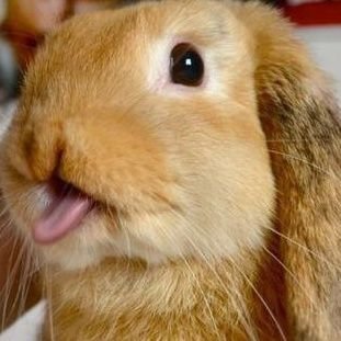 CincioThe's profile picture. 