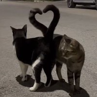 Skriib Killua. (@anwarzzzzzzz) 's Twitter Profile