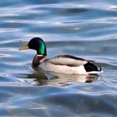 Lutasien's profile picture. My unmatched perspecasity coupled with sheer indifitigibility makes me a feared opponent in any realm of human endevor. Emory Tate