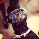 Betty Hackney - @betty_the_pug - Twitter