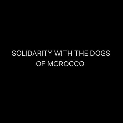 ‘Dogs do the greatest good and get the fewest rewards’ Proud custodian of Dotty dog and deceased Eric, our Marrakech street dog, ‘ I see you in my dreams’. Xx