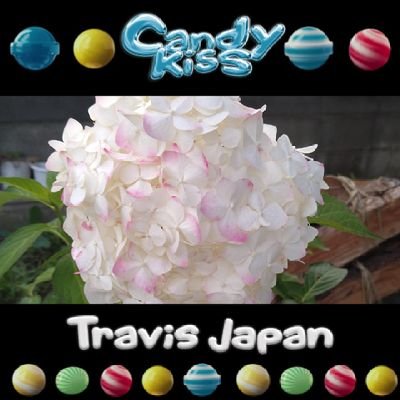 嵐大野くん、TravisJapan宮近くん、フロンターレ、中村憲剛さん、Spitz、寺尾聰さん、柳ジョージさん