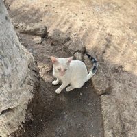 Ba Kebbeh (@ba_kebbeh) 's Twitter Profile