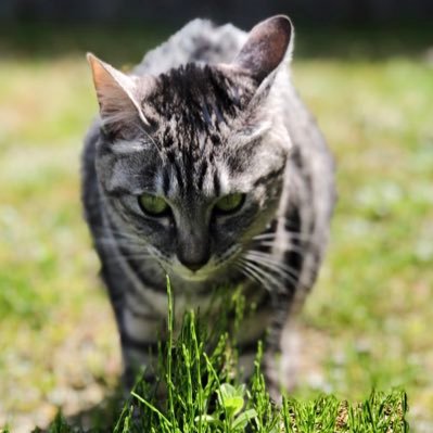 Tal vez un gatito no es el significado de la vida, pero gracias a él, la vida adquiere un significado 多分子猫はそうではない 人生の意味, でも彼のおかげで人生 意味を帯びる 特別な Mayu