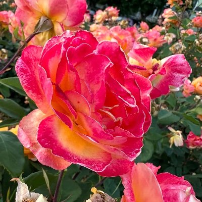 br_omega_thers's profile picture. h