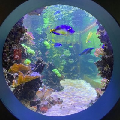 marine_lavalamp's profile picture. 