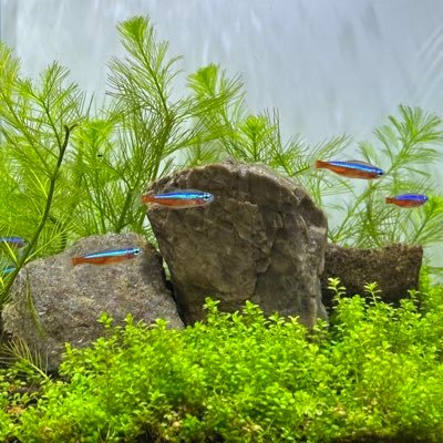 ManausuM2's profile picture. 