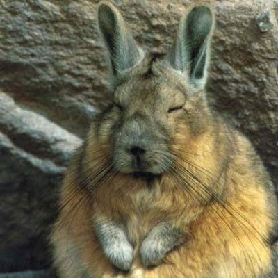 SwamiOnTheMount's profile picture. 