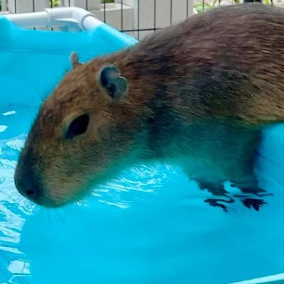 自宅でカピバラと暮らしてます チロル チョコ マロン ʕ•͡ɛ•͡ʼʼʔ カピバラ 24時間 生配信中↓↓↓