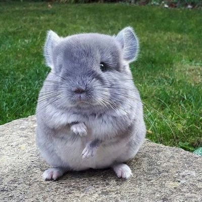 starcrab_all's profile picture. 