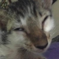 sam san (@samhelios_) 's Twitter Profile