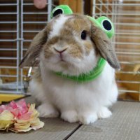 ぼろ (@usaginoboro) 's Twitter Profile Photo ぼろ (@usaginoboro) 's Twitter Profile Photo