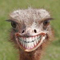 Remmo (@remmo88) 's Twitter Profile