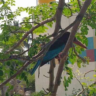 MohanDass122603's profile picture. 