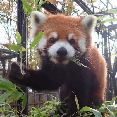 川崎市夢見ヶ崎動物園公式アカウントです。動物やイベント等の情報を発信します。個別のコメント、DM等には返信できませんのでご了承下さい。