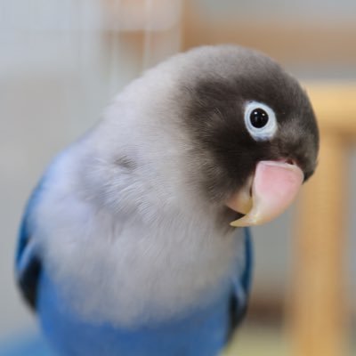 ‎A←🦐→Bさんのプロフィール画像
