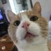 Beans (@catdreams87) Twitter profile photo Beans (@catdreams87) Twitter profile photo