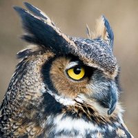 Musafer ( مسافر ) (@leftbehind111) 's Twitter Profile