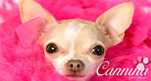 Pra quem ama, ama, ama seus pets. Dicas, fofuras, diversão e produtos especiais.